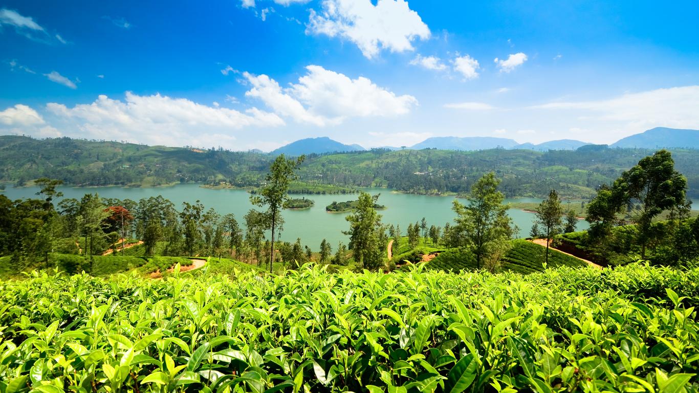 Tea plantations, Nuwara Eliya