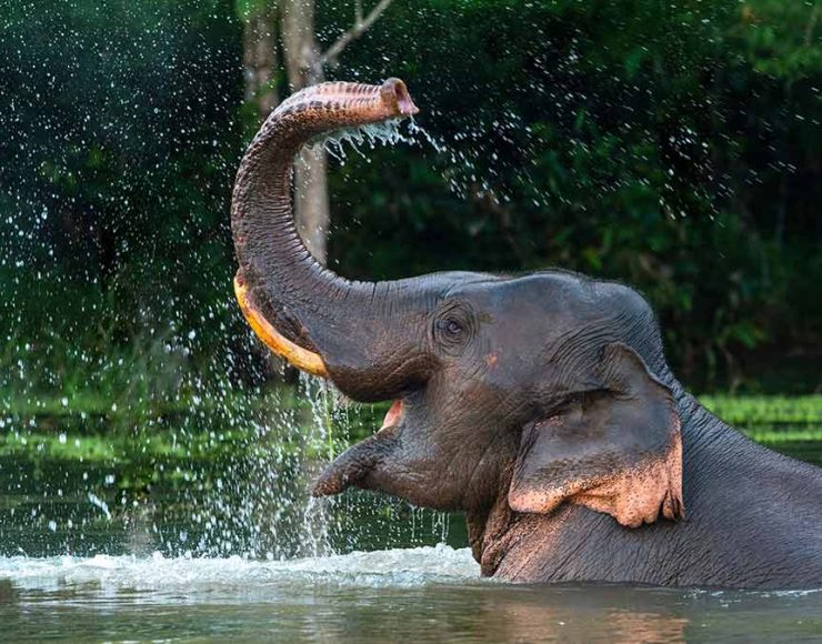 Majestic Giants of Sri Lanka: Discovering Elephants with LankaTravels.lk