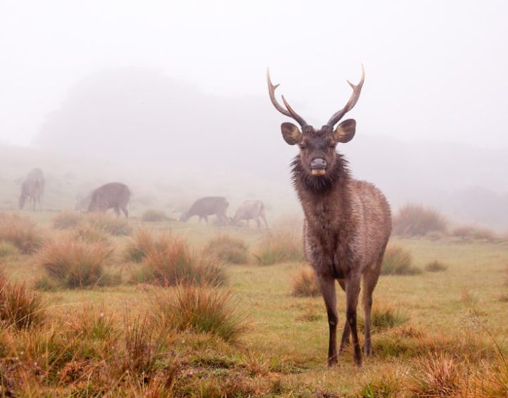 Horton-Plains-National-Park-gallery-pop-up-(1)-min