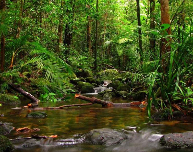 Sinharaja Rainforest Day Trek from Colombo