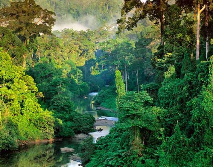 Visit-Sinharaja-Forest-Reserve-Sri-lnaka
