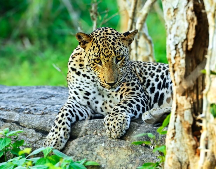 asian leopard yala national park sri lanka