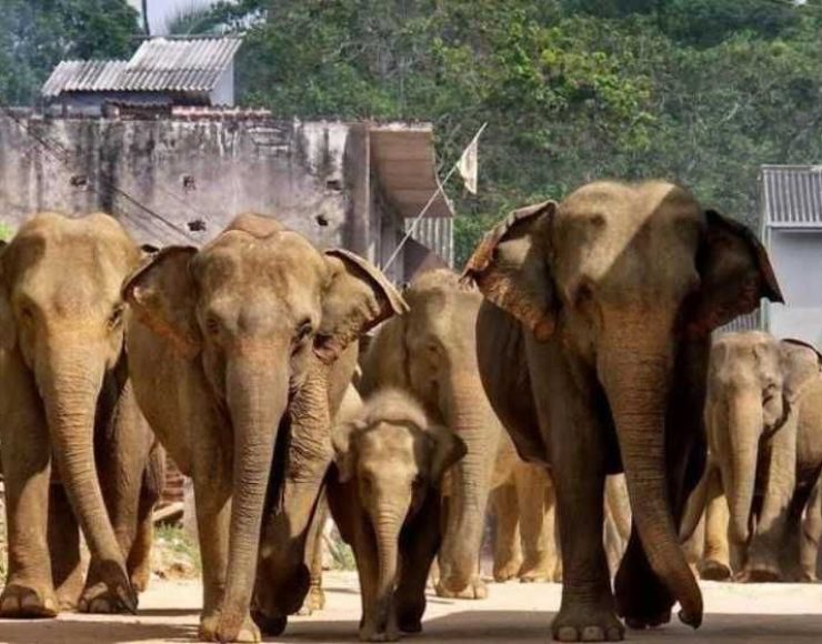 pinnawala-elephnat-orphanage-sri-lanka-dayc432