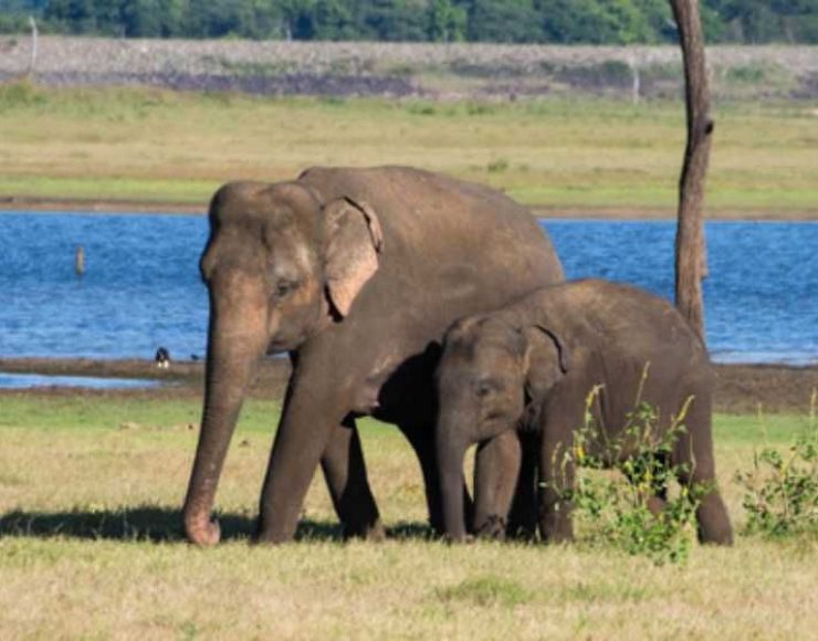 sri-lankan-elephant-elephas-maximus-30bc7